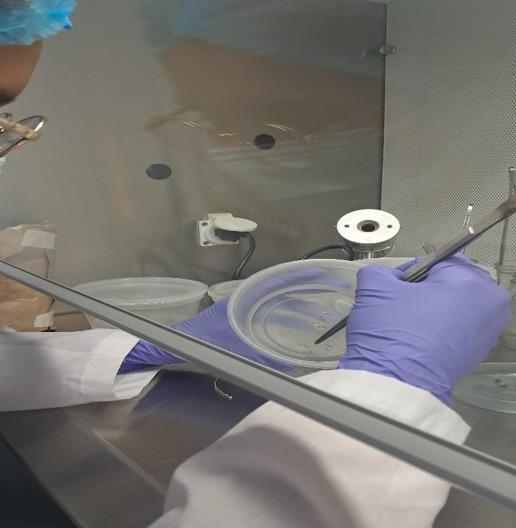 Persona en laboratorio con bata blanca, cofia quirúrgica azul, gafas protectoras y guantes de nitrilo trabajando dentro de una cabina de flujo laminar estéril con pinzas quirúrgicas